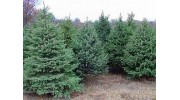 Шатунов Илья Андреевич (Багира)