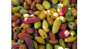 Cacao Cox, шоколад бар